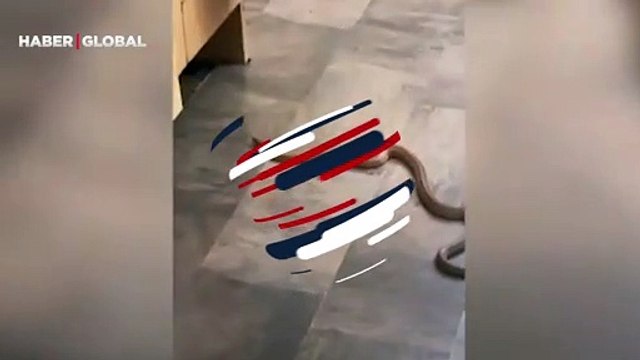 Neye uğradığını şaşırdılar! Evde yılan gören aile üyelerinin çığlıkları mahalleyi inletti