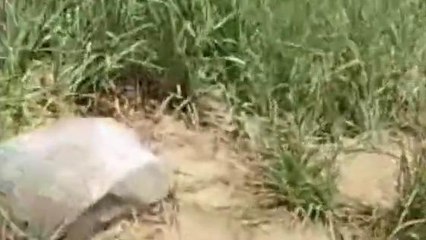 जहानाबाद में एलटीएफ टीम ने चलाया छापेमारी अभियान, मिली ये सफलता