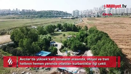 Rezidansların arasında İstanbul'un ortasında bir yayla! 'Köyü terk edip burada yerleştik'
