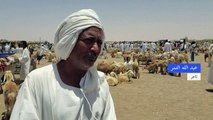 الحرب تحرم السودانيين من خروف العيد