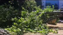 Sinop'ta müze bahçesinde devren ağaç korkuttu