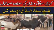 ARY's special report on Karachi cattle market