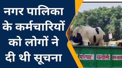 संभल: सांड ने मचाया उत्पात, नगरपालिका कर्मचारियों ने सांड को पकड़कर उचित स्थान पर छोड़ा