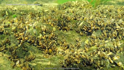 Moule zébrée : partager l'expertise entre régions