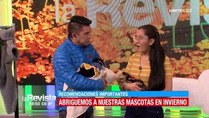 ¡Que no pasen frío! Así puedes abrigar a tu mascota en este invierno