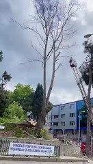 Sinop'ta müze bahçesinde yıkılan ağaç belediye eklenince kaldırıldı