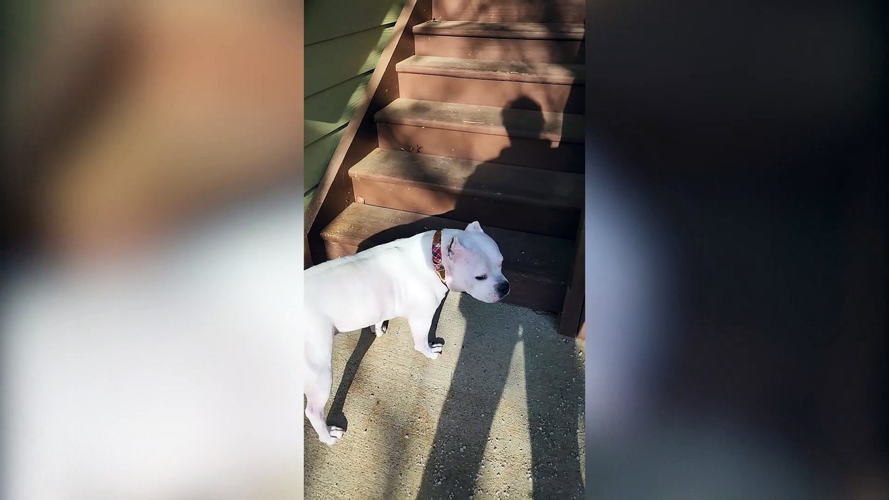 Dog hops up the stairs on all fours like a RABBIT video Dailymotion