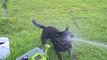 Heeler Loves Water Hose