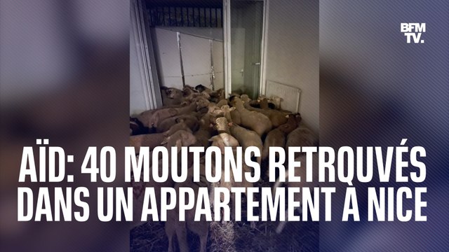 Nice: 40 moutons retrouvés entassés dans un appartement, destinés à être vendus pour l'Aïd el-Kebir