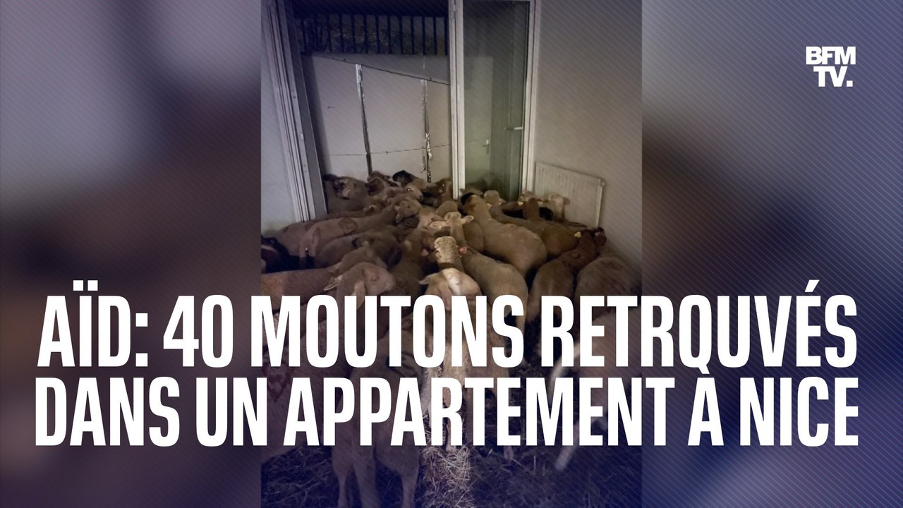 Nice: 40 moutons retrouvés entassés dans un appartement, destinés à être vendus  pour l'Aïd el-Kebir