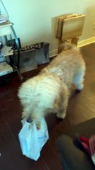 Shaggy Dog Helps Bring Groceries Inside