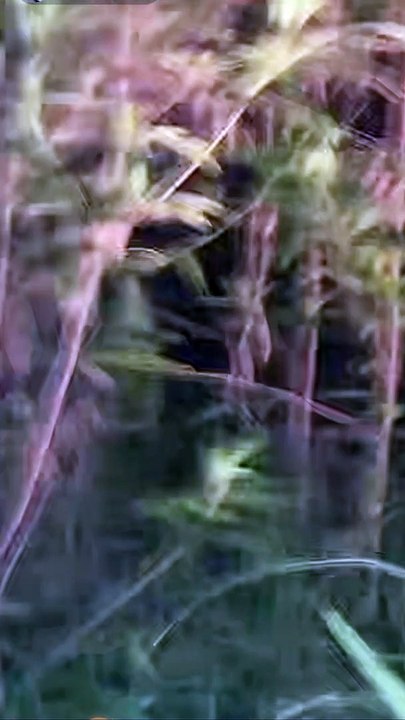 Paranormal activity ghost on camera part 154