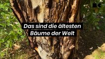 Das sind die ältesten Bäume der Welt