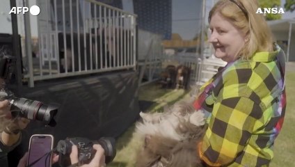 Usa, Scooter e' il cane piu' brutto del mondo