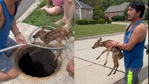 INCREDIBLE HERO Rescues Trapped Deer!