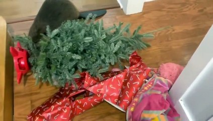 Adopted beaver builds dam in hallway, despite never having seen one before.