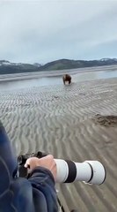 Des touristes face à un ours... réaction incroyable