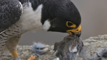 Aggressive fledgling mercilessly snatches prey from daddy falcon's mouth