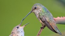 Spellbinding up-close footage of mother Hummingbird's unique style of feeding her fledgling