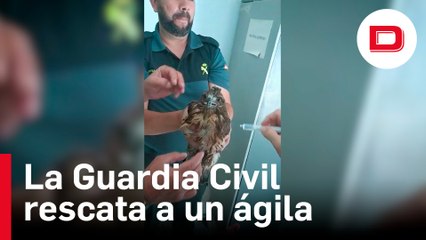 La Guardia Civil rescata un ejemplar de águila ratonera en Chiclana, Cádiz