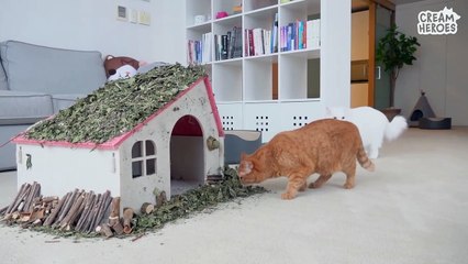 300 Dollars Crazy Catnip Party! (ENG SUB)