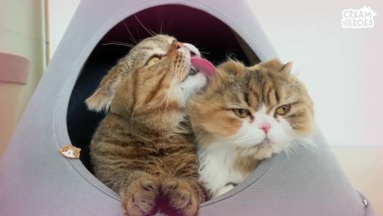 RoRo♥DD♥LaLa♥MoMo♥CoCo (ENG SUB)