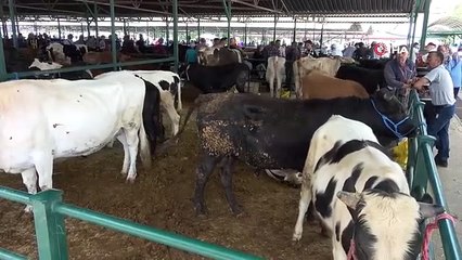 Isparta'da Kurban Bayramı'na saatler kala kurbanlık satışı devam etti