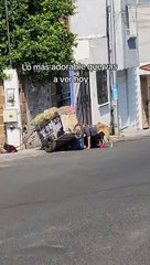 Homem faz ‘sapatinhos’ de pano para cães