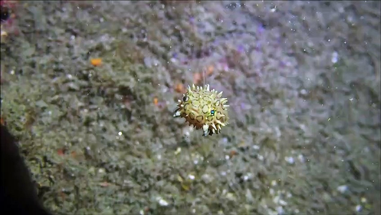 Un plongeur capture des images rares d'un jeune poisson-globe