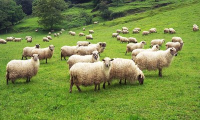 فيروس معد يضرب الأغنام وينتقل للبشر في السعودية