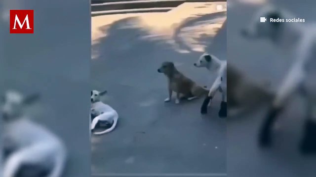 Captan a un lomito usando botas vaqueras y enternece las redes sociales