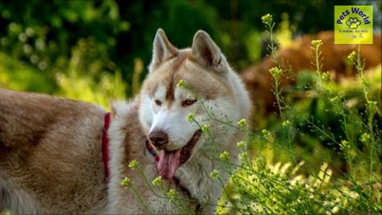 10 RAÇAS DE CÃES MAIS FOFAS
