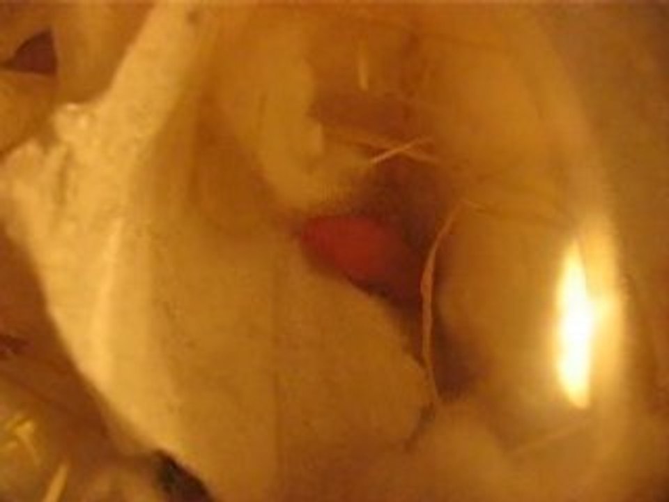 Bébé souris de deux heures