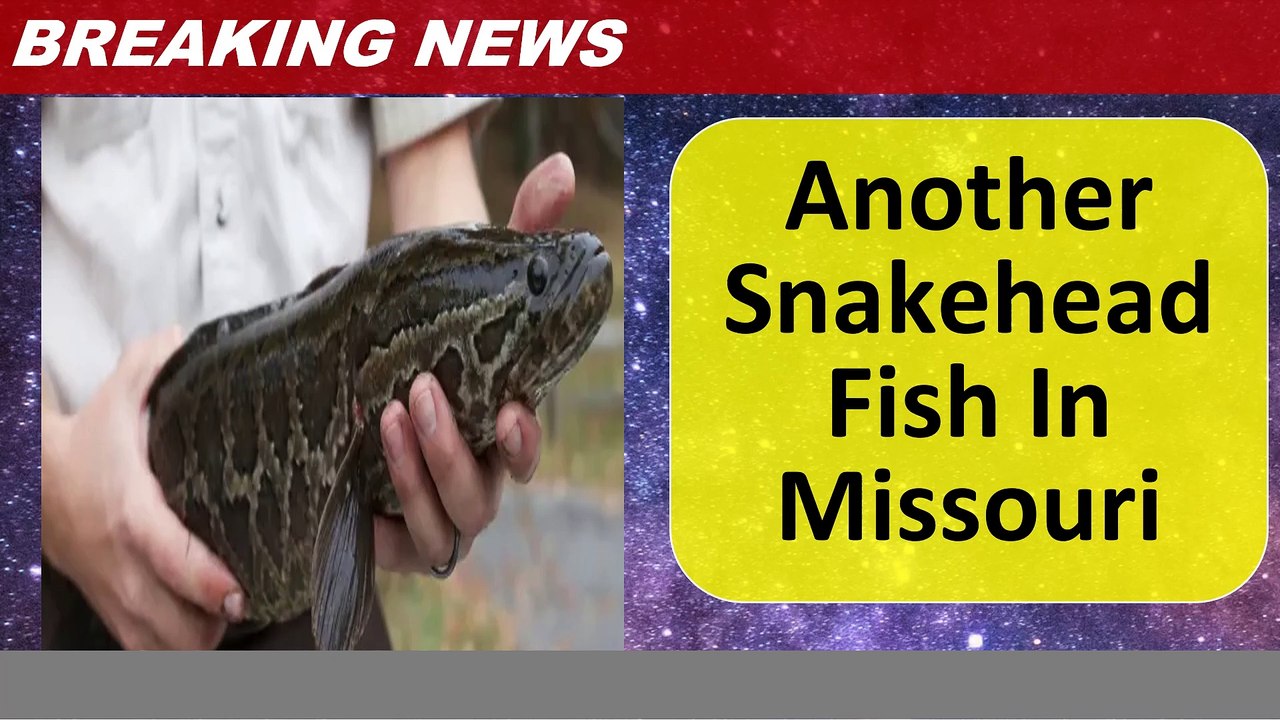 Another Snakehead Fish In Missouri video Dailymotion