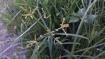 Vlog 43 | বাংলা চটি গল্প | Beautiful review of Indian goosegrass cultivation in the lan @Alisha