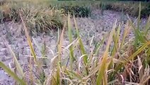 Vlog 37 | বাংলা চটি গল্প | Review of the beautiful paddy in my field @Alisha