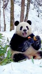 Eating fruit in the snow looks like more delicious