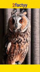 Crazy facts about animal