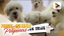 Alamin ang tamang pag-aalaga ng dog breed na Bichon Frisé