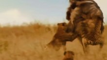 A group of Leopards Chase an Ostrich
