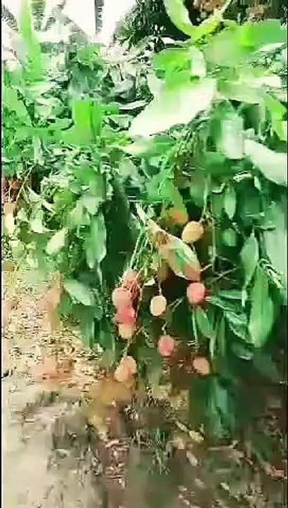 Tour to a beautiful Lychee Garden, watch and enjoy.