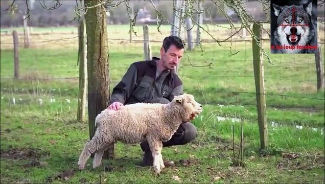 Loups en Normandie, appels à la vigilance