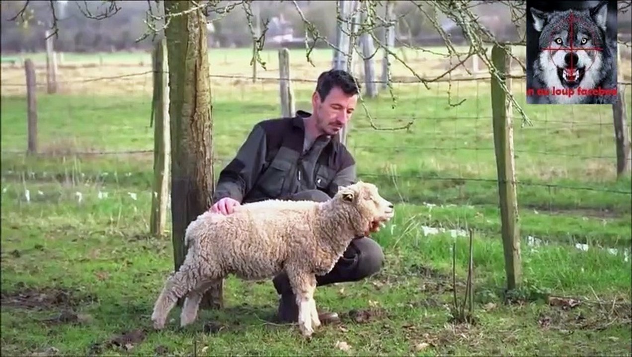 Loups en Normandie, appels à la vigilance
