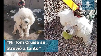 Misión rescate: lomito sale a recuperar su juguete