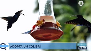 Así sobreviven los colibríes en CDMX