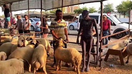 'Örümcek Adam' Kurban Pazarında