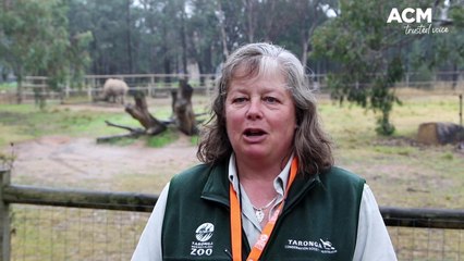 White rhino calf at Dubbo zoo | Daily Liberal | 2023