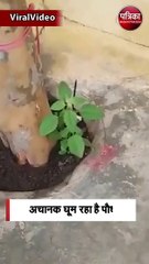 ये पौधा घूम क्यों रहा है क्या कोई बता सकता है ?