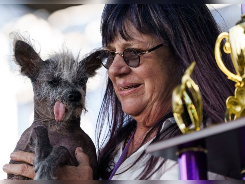 Chinesischer Schopfhund ist der 'hässlichste Hund der Welt'