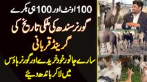 100 Camels Or 100 Bakre - Governor Sindh Kamran Tessori Ki Grand Qurbani - Sare Janwar Khud Kharide
